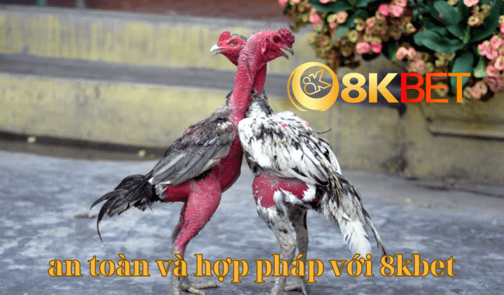 xem đá gà an toàn và hợp pháp với 8kbet