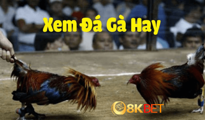 Xem Đá Gà Có Bị Bắt Không? Giải Đáp Cùng Sư Kê